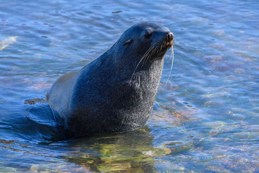 León Marino - islas Georgias del Sur 14.jpg
